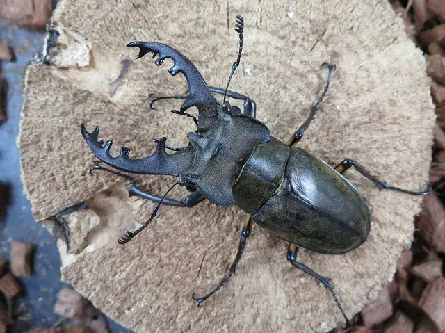 ミヤマクワガタ(宮崎県日南市)70ミリ