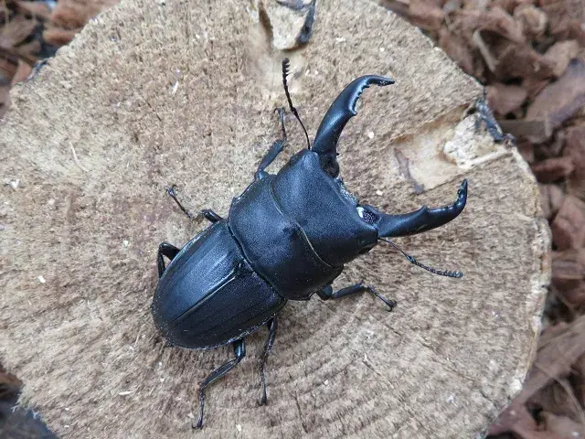 天然スジブトヒラタクワガタ(徳之島)56ミリ
