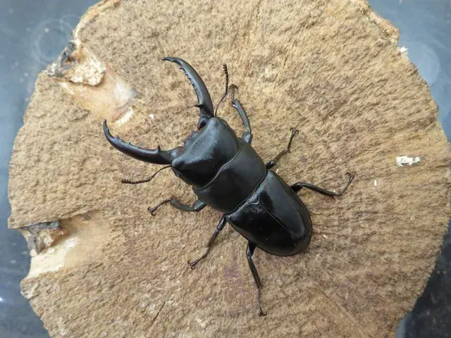 チョウセンヒラタクワガタ(対馬産種)49ミリ