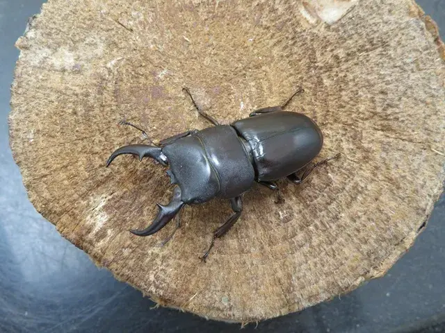 ダイトウヒラタクワガタ(南大東島)49ミリ