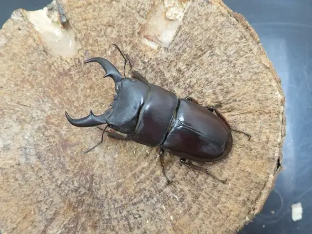 ダイトウヒラタクワガタ(南大東島)51ミリ