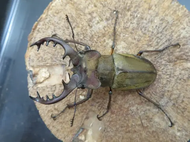 ミヤマクワガタ(宮崎県日南)63ミリ