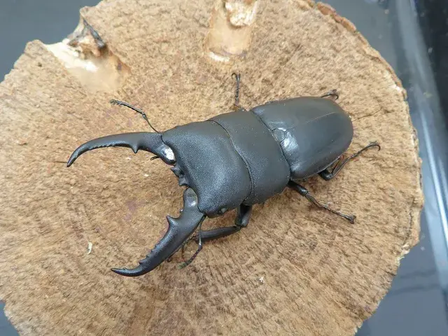 国産ヒラタクワガタ(熊本県産)63ミリ