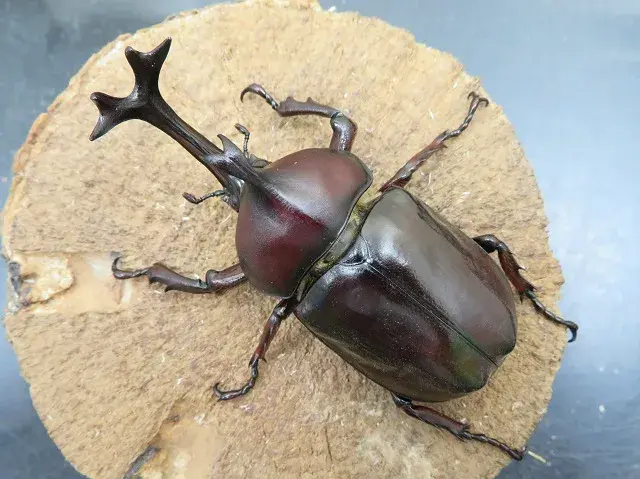 天然カブトムシ(福岡県福津市)75ミリ