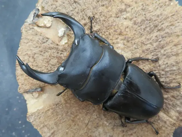 国産オオクワガタ(福岡県久留米)77ミリ