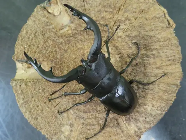 アマミノコギリクワガタ68ミリ