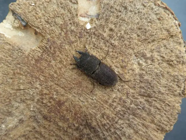 ヤマトサビクワガタ25ミリ