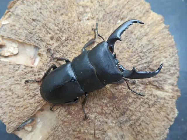 本土ヒラタクワガタ(宮崎県産)55ミリ