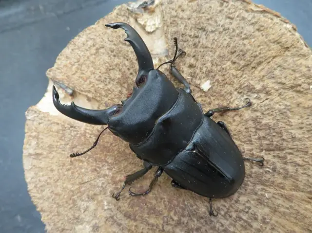 スジブトヒラタクワガタ(奄美大島)63ミリ