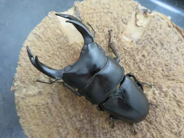 国産オオクワガタ(佐賀県神埼)70ミリ