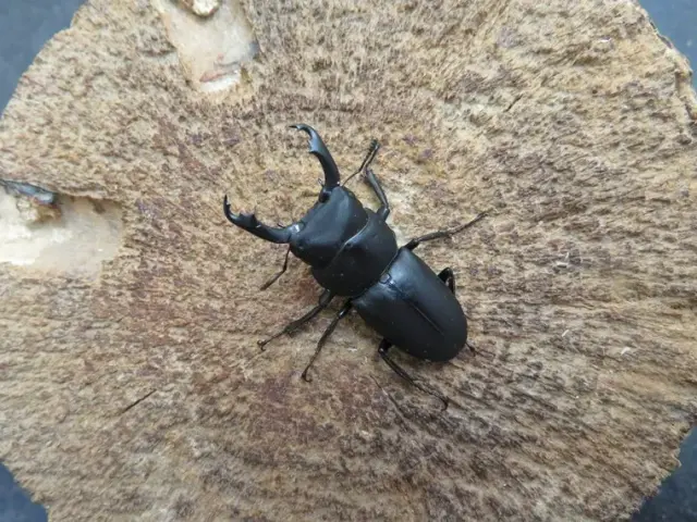 スジクワガタ(宮崎県)34ミリ