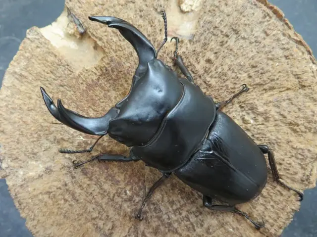 国産オオクワガタ(佐賀県千代田)71ミリ