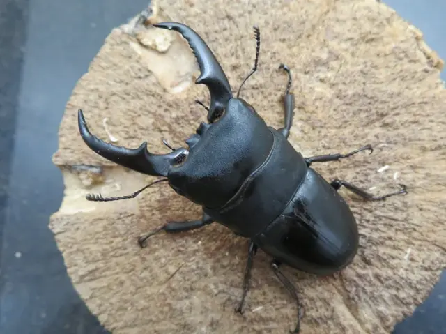 屋久島産ヒラタクワガタ66ミリ