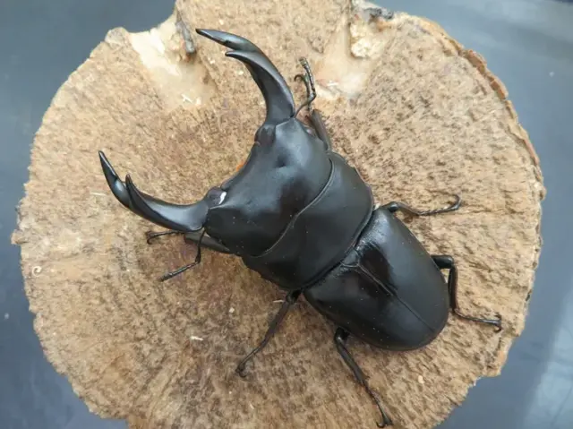 国産オオクワガタ(福岡県城島)70ミリ