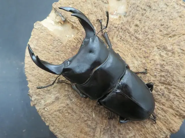 国産オオクワガタ(佐賀県千代田)72ミリ