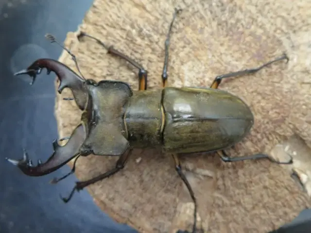 ミヤマクワガタ(宮崎県日南)72ミリ