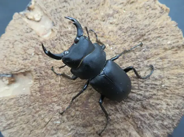 天然キュウシュウヒメオオクワガタ(熊本県産)43ミリ