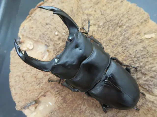 国産オオクワガタ(佐賀県千代田)71ミリ