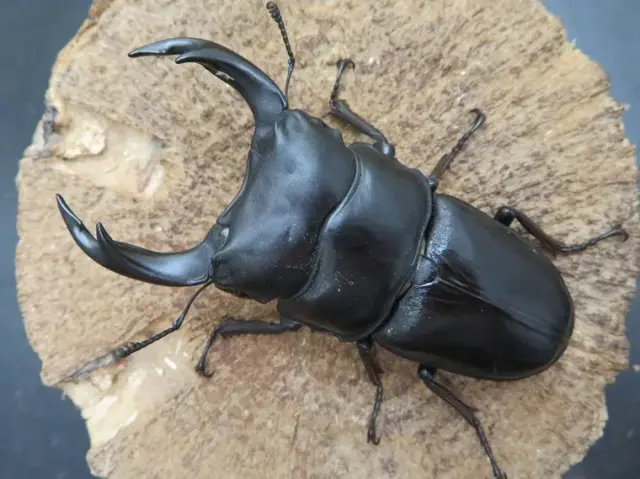 国産オオクワガタ(佐賀県千代田)75ミリ