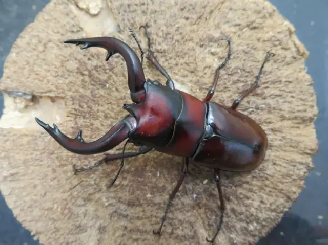 トカラノコギリクワガタ(中之島)68ミリ