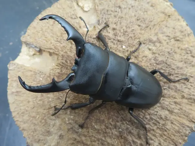 屋久島産ヒラタクワガタ67ミリ