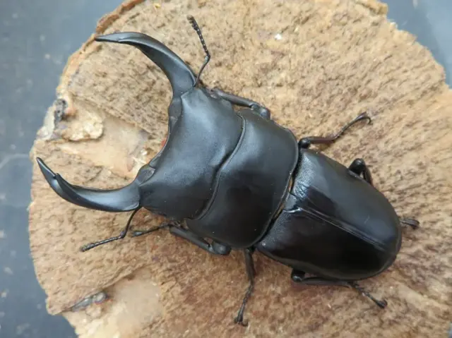 国産オオクワガタ(佐賀県神埼)73ミリ