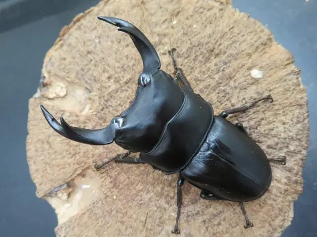 国産オオクワガタ(福岡県城島)71ミリ