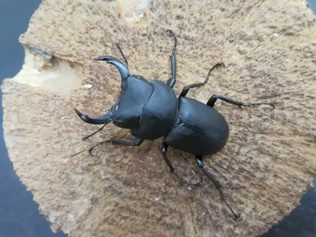 キュウシュウヒメオオおクワガタ(熊本県)44ミリ