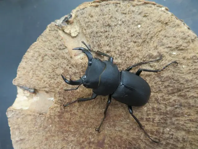 キュウシュウヒメオオクワガタ(熊本県)42ミリ