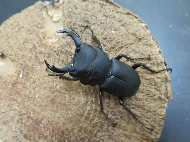 キュウシュウヒメオオクワガタ(熊本県)45ミリ