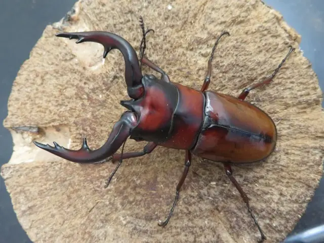 トカラノコギリクワガタ(中之島)68ミリ