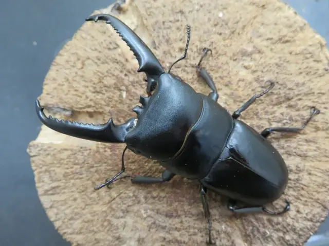 ツシマヒラタクワガタ74ミリ訳あり