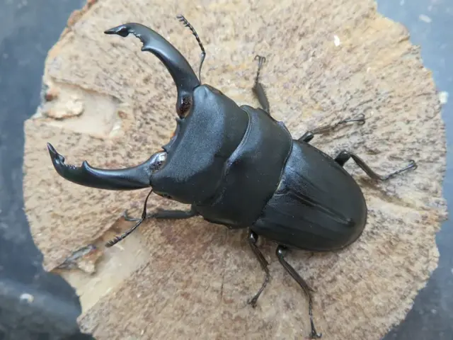 スジブトヒラタクワガタ(奄美大島)64ミリ
