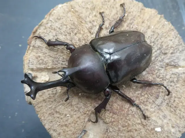 ツチヤカブトムシ72ミリ