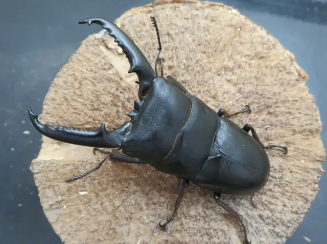 イキヒラタクワガタ75ミリ