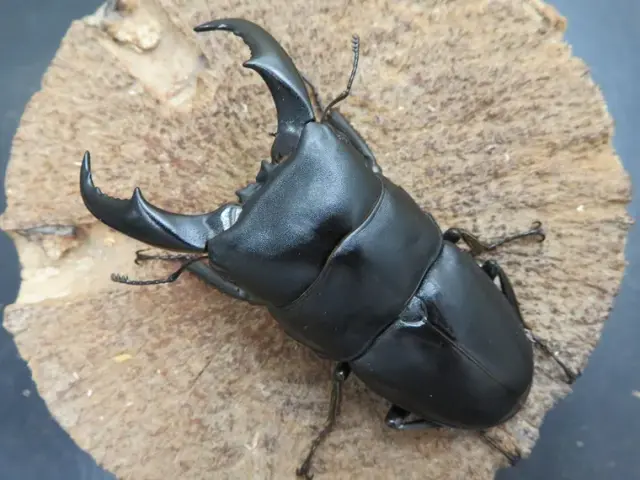 サキシマヒラタクワガタ74ミリ
