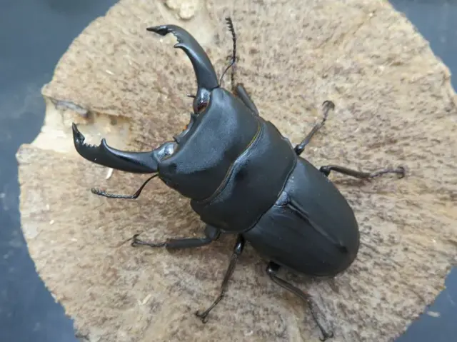 スジブトヒラタクワガタ(奄美大島)63ミリ