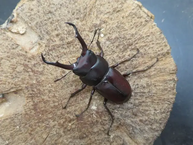 トカラコクワガタ(中之島)48ミリ