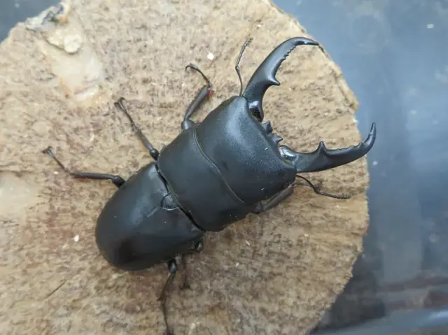 天然ヒラタクワガタ(宮崎県)65ミリ