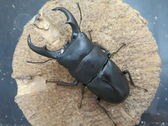 オキナワヒラタクワガタ(伊平屋島)71ミリ
