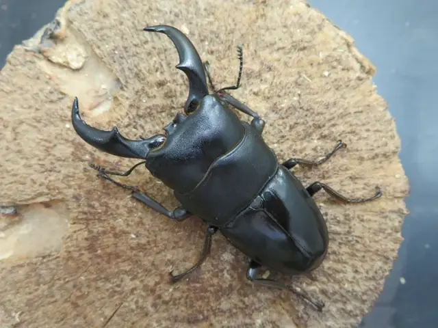天然トクノシマヒラタクワガタ62ミリ