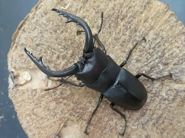 天然壱岐産ノコギリクワガタ65ミリ
