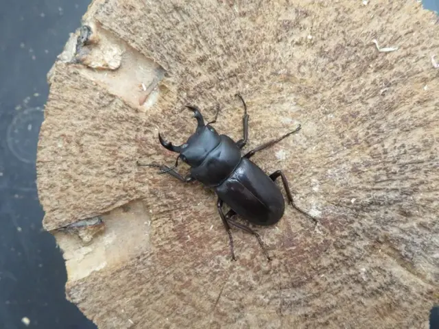 トクノシマコクワガタ32ミリ