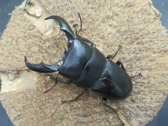 天然アマミヒラタクワガタ60ミリ