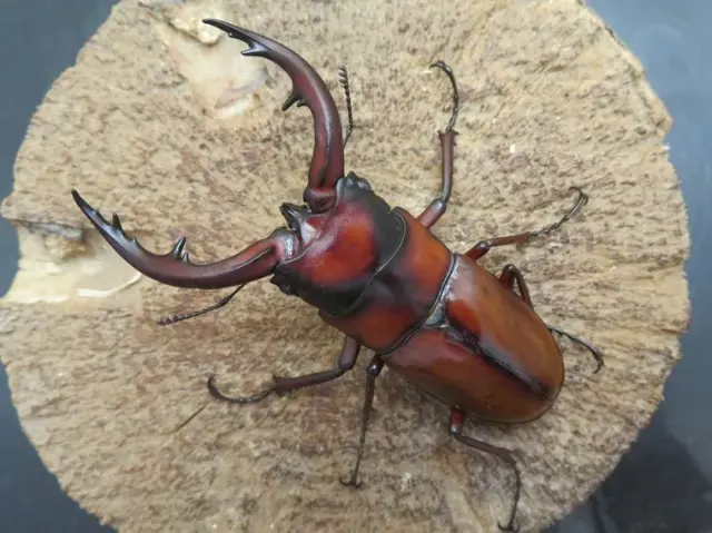 トカラノコギリクワガタ(悪石島)70ミリ