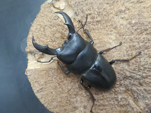 天然アマミヒラタクワガタ60ミリ