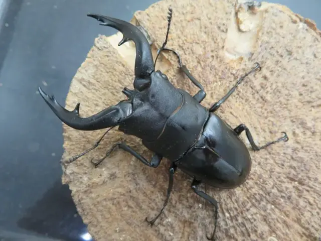 天然アマミノコギリクワガタ73ミリ
