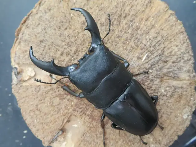 オキナワヒラタクワガタ(伊平屋島)71ミリ