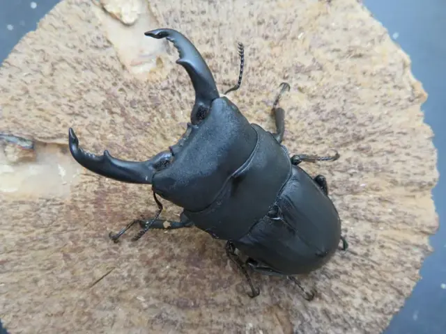 天然スジブトヒラタクワガタ(奄美大島)58ミリ