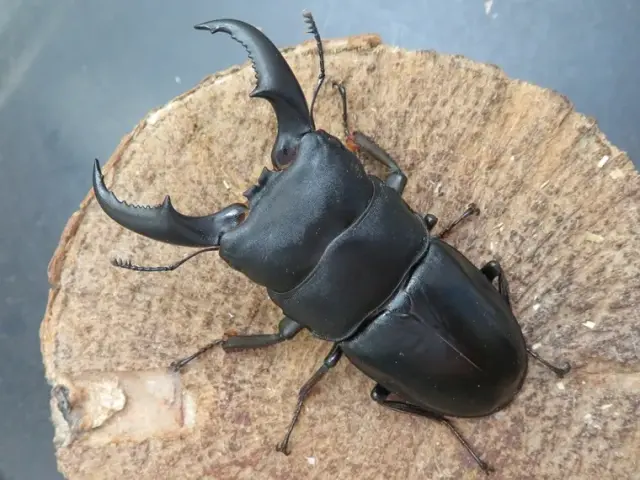 オキナワヒラタクワガタ(伊平屋島)69ミリ